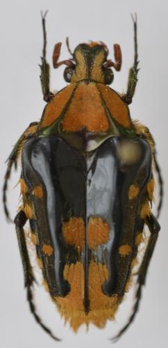 Coilodera formosana